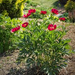 Location: Clinton, Michigan 49236
Date: 2023-05-30
Peony 'Bordeaux' 23W22 xPeony E1- (Saunders, 1943) (2-JAP-RD) xPe