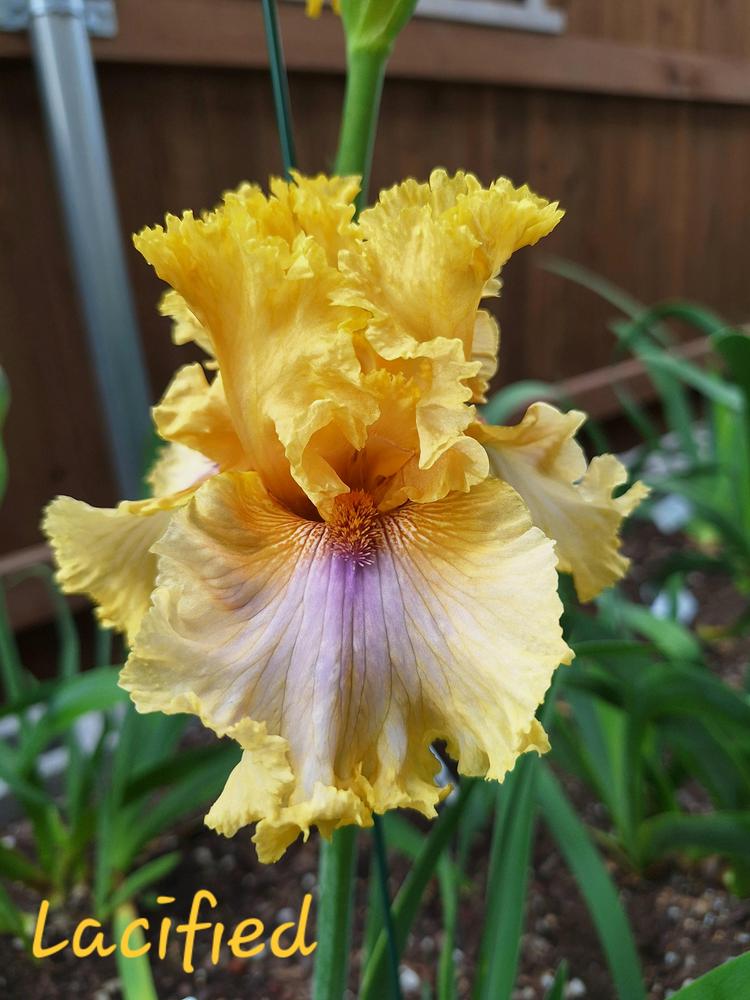 Photo of Tall Bearded Iris (Iris 'Lacified') uploaded by javaMom