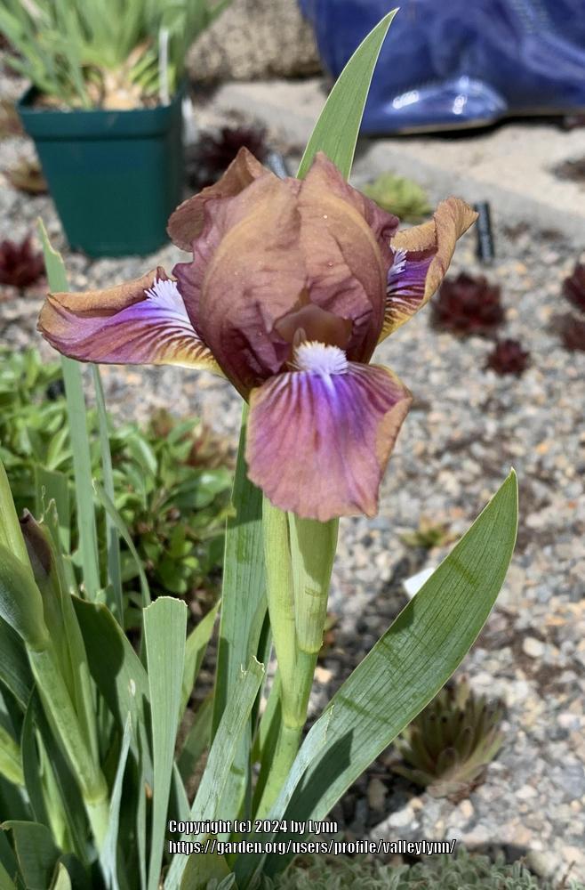 Photo of Miniature Dwarf Bearded Iris (Iris 'Wee Harry') uploaded by valleylynn