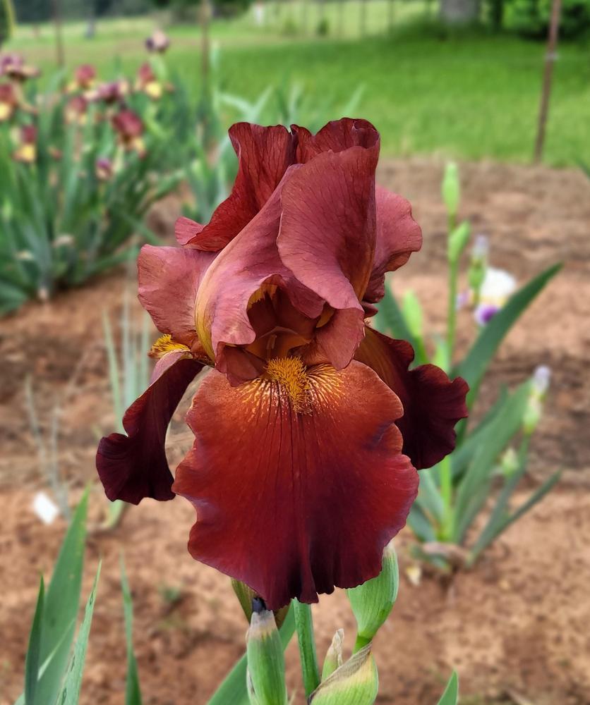 Photo of Tall Bearded Iris (Iris 'Sultan's Palace') uploaded by Bitoftrouble