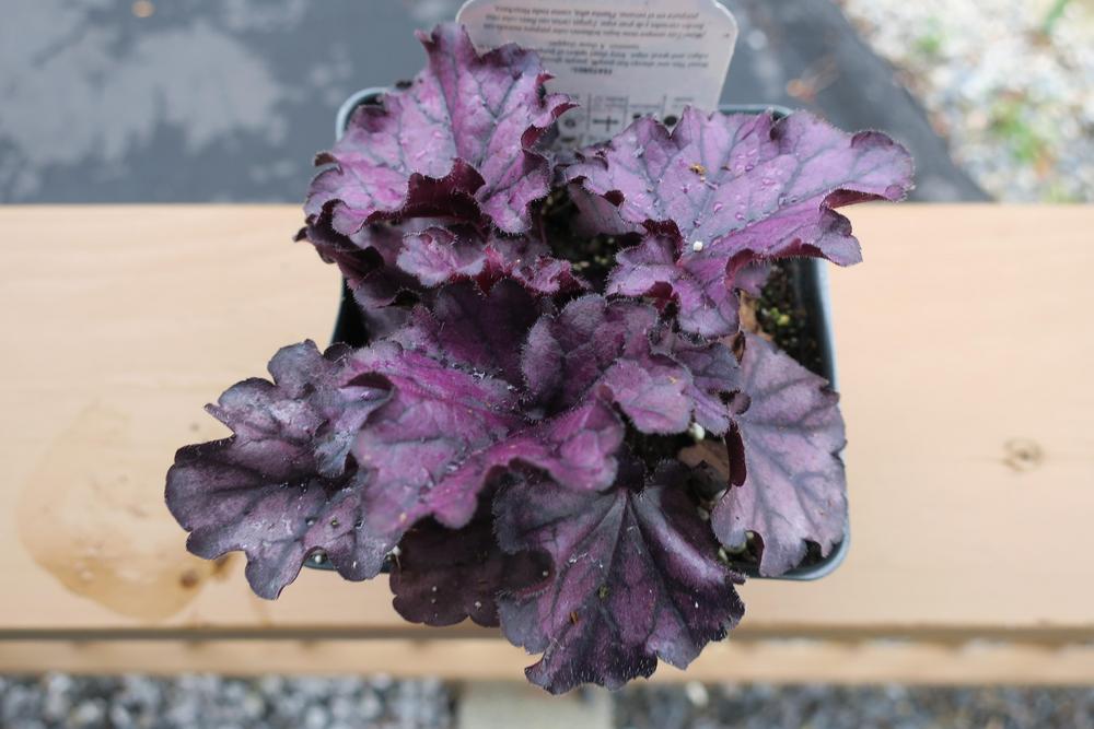 Photo of Coral Bells (Heuchera Forever® Purple) uploaded by 2Dogsmother