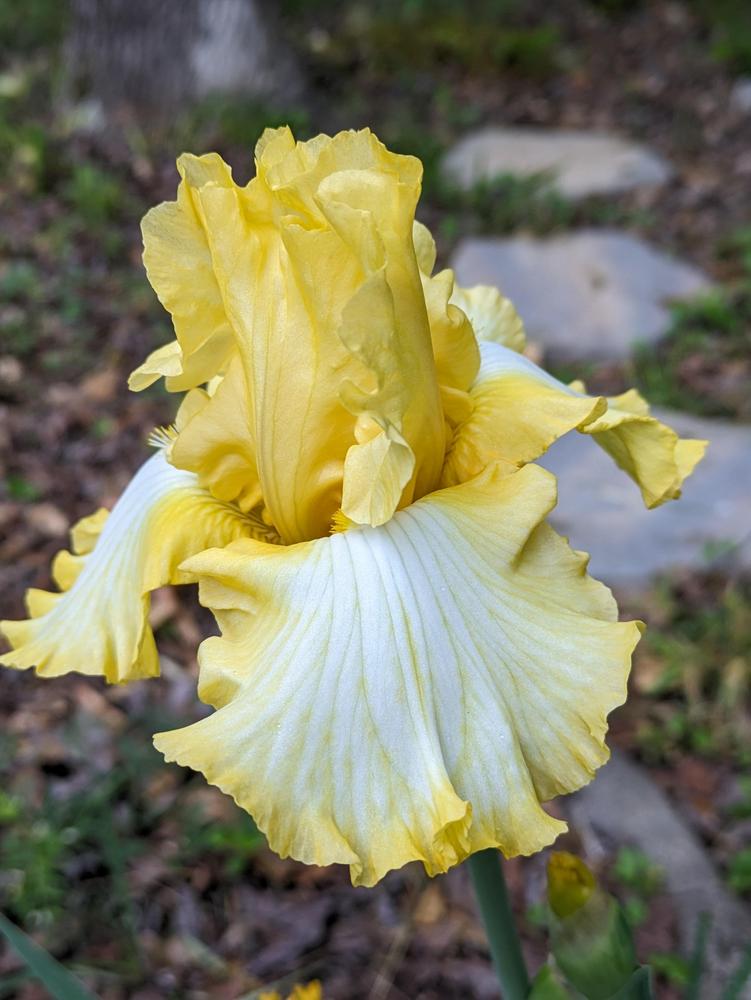 Photo of Tall Bearded Iris (Iris 'Tomorrow May Rain') uploaded by DixieSwede