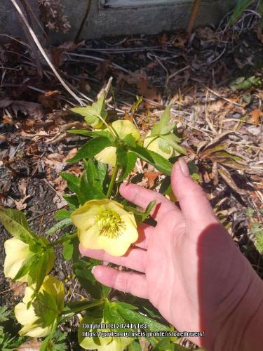 Thumb of 2024-04-20/ishareflowers/234039