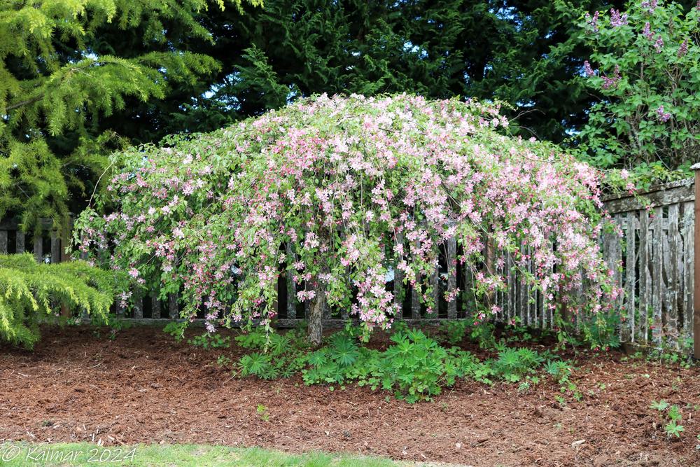 Photo of Weeping Crabapple (Malus 'Louisa') uploaded by kmcarr1961