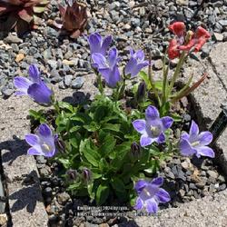 Location: Oregon City, OR, zone 8
Date: 2024-04-19
Campanula chamissonis
