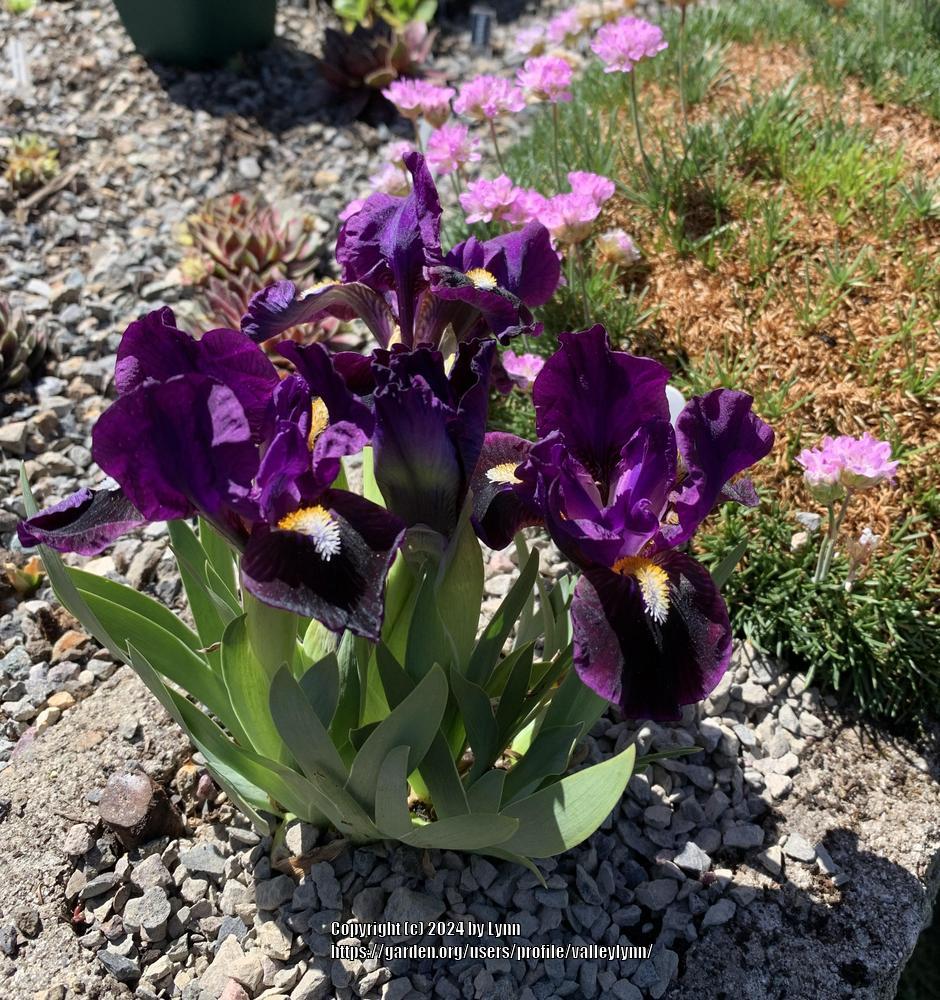 Photo of Miniature Dwarf Bearded Iris (Iris 'India Ink') uploaded by valleylynn