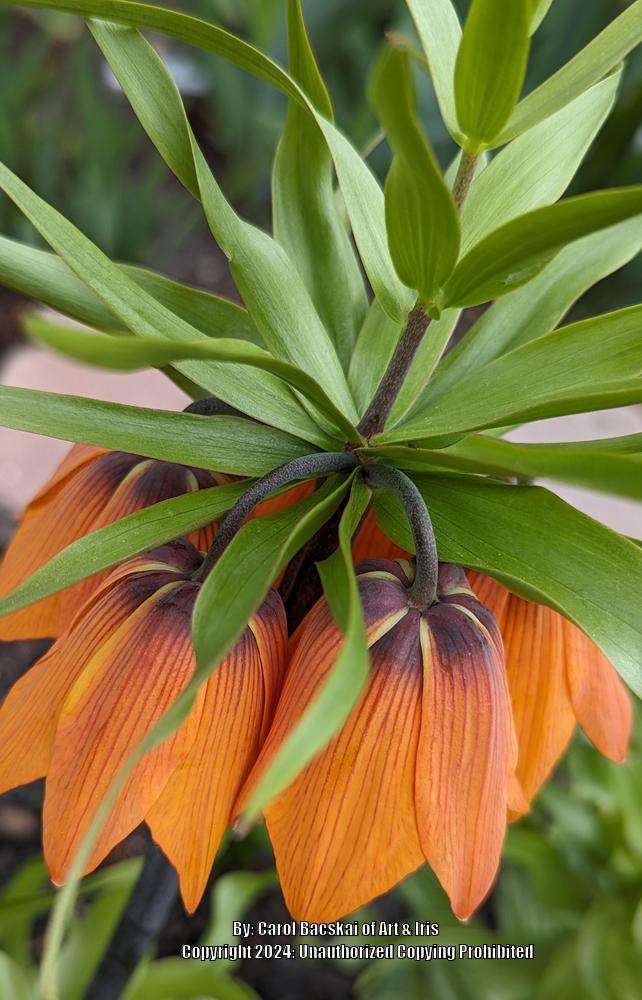 Photo of Crown Imperial Fritillaria (Fritillaria imperialis 'Aurora') uploaded by Artsee1