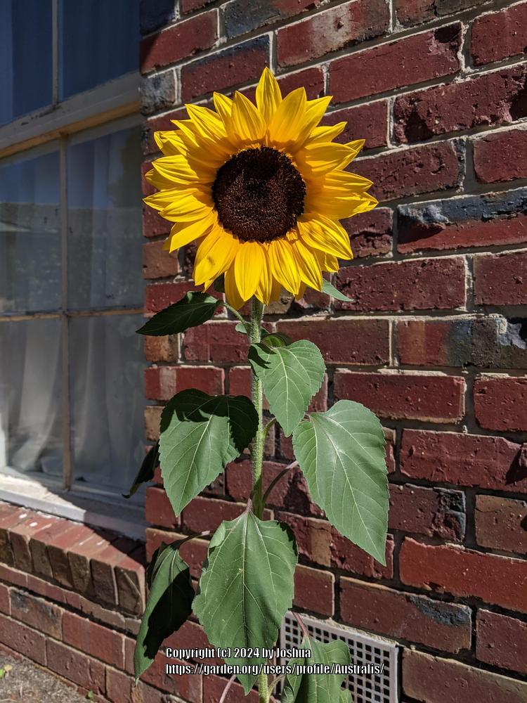 Photo of Sunflower (Helianthus annuus 'Radiance') uploaded by Australis