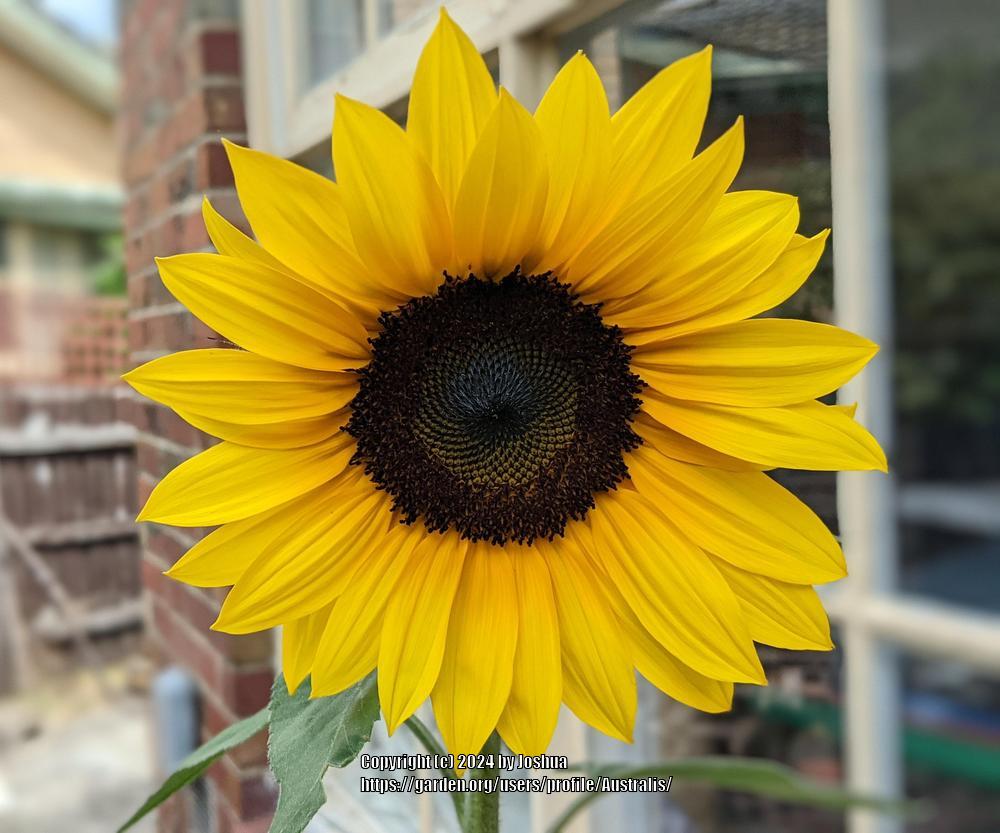 Photo of Sunflower (Helianthus annuus 'Radiance') uploaded by Australis