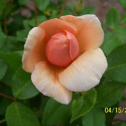 Location: My garden in northeast Texas
Date: 2024-04-15
Beautiful bud showing gorgeous color