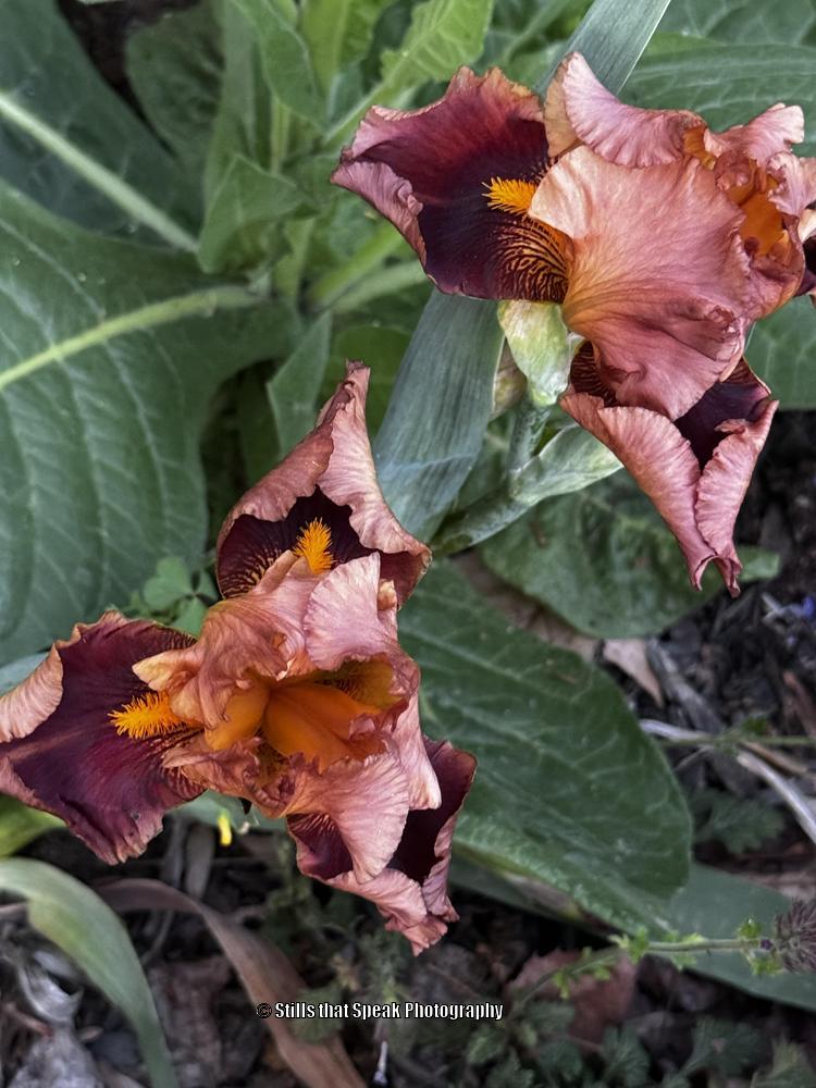 Photo of Tall Bearded Iris (Iris 'Apollodorus') uploaded by Chantell