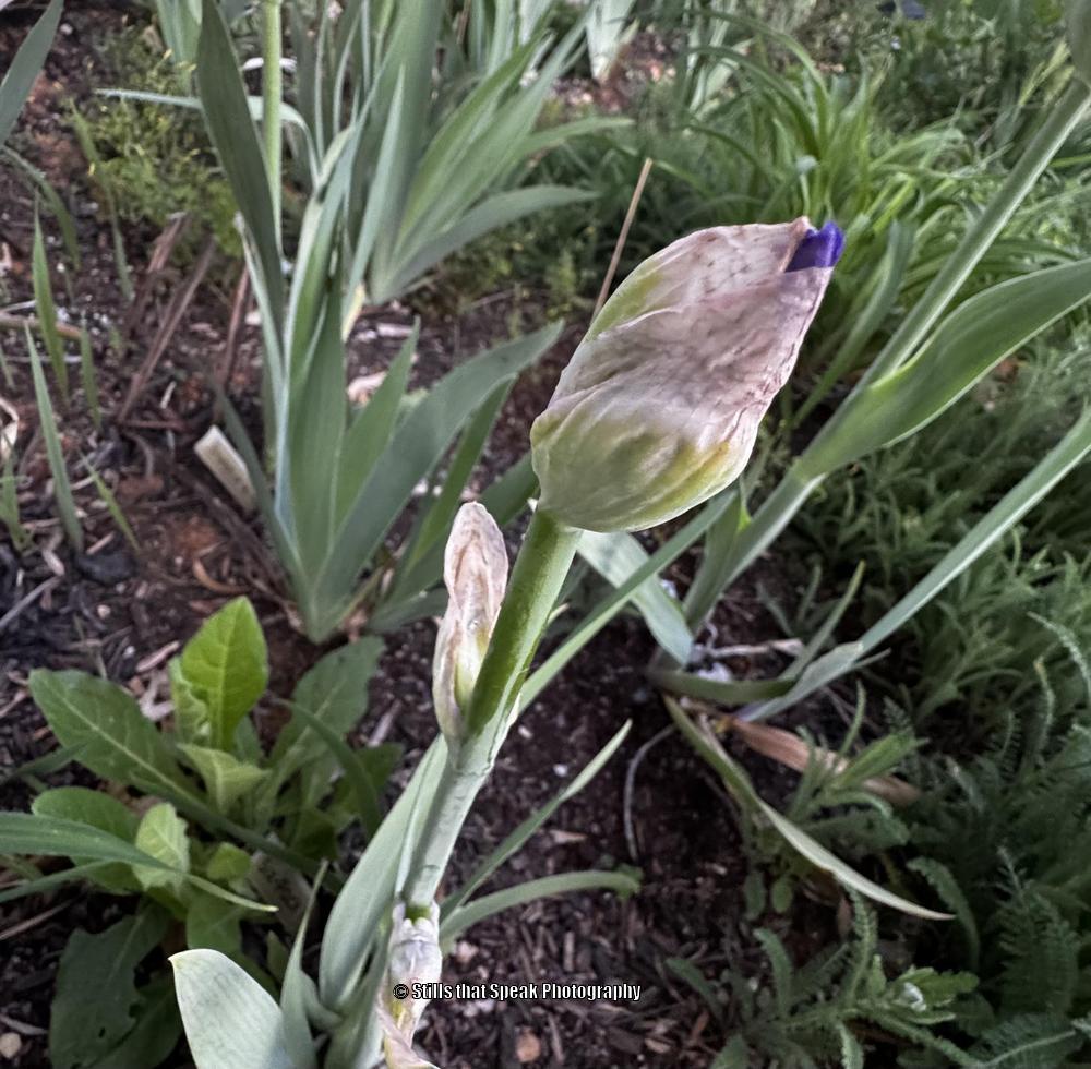 Photo of Tall Bearded Iris (Iris 'Six Pack') uploaded by Chantell