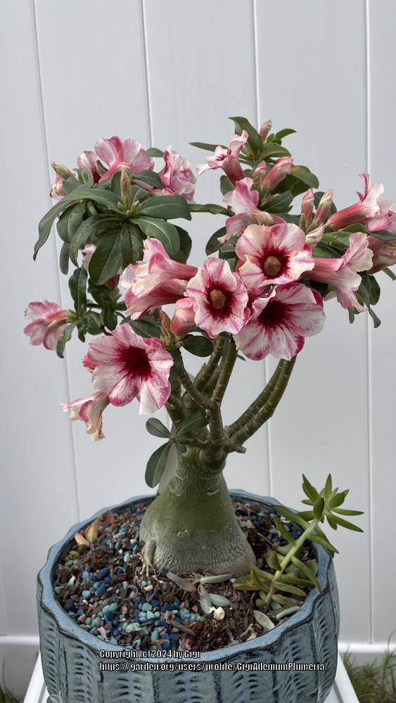 Photo of Desert Rose (Adenium obesum 'Sugar Maple') uploaded by GigiAdeniumPlumeria
