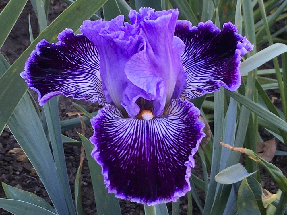 Photo of Tall Bearded Iris (Iris 'Captain Thunderbolt') uploaded by Neela