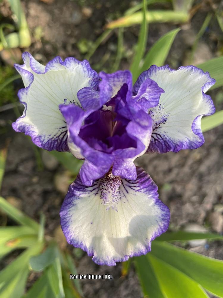 Photo of Standard Dwarf Bearded Iris (Iris 'Fairy Ring') uploaded by RachaelHunter