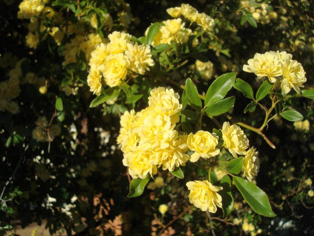 Photo of Lady Banks Yellow (Rosa banksiae 'Lutea') uploaded by SedonaDebbie