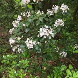 Location: South Alabama 
Date: 2024-04-19
Striking lovely shrub!