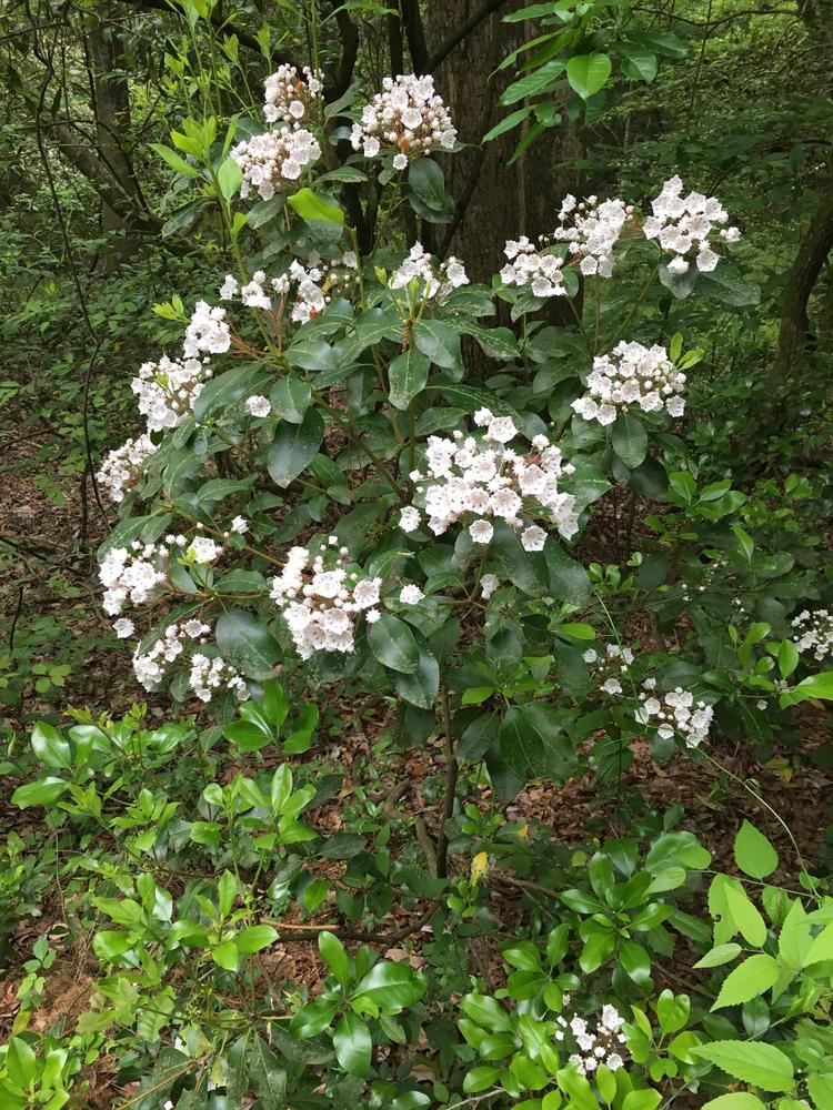 Photo of Mountain Laurel (Kalmia latifolia) uploaded by Sheridragonfly