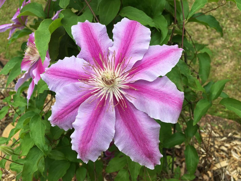 Photo of Clematis 'Dr. Ruppel' uploaded by Sheridragonfly