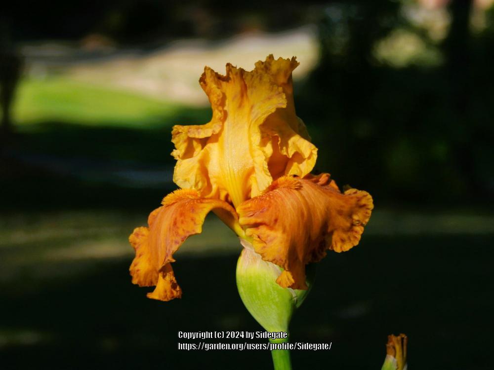 Photo of Tall Bearded Iris (Iris 'Peripheral Sunspots') uploaded by Sidegate
