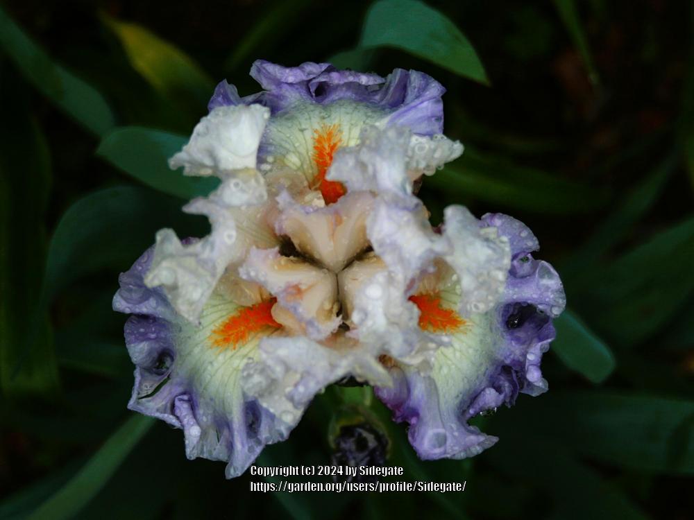 Photo of Tall Bearded Iris (Iris 'Polite Applause') uploaded by Sidegate