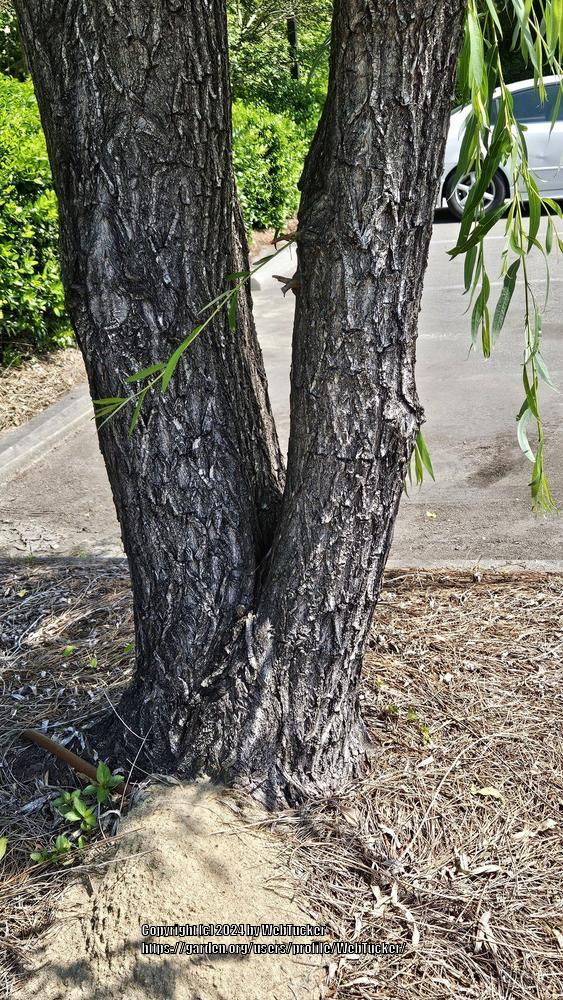 Photo of Weeping Willow (Salix babylonica) uploaded by WebTucker