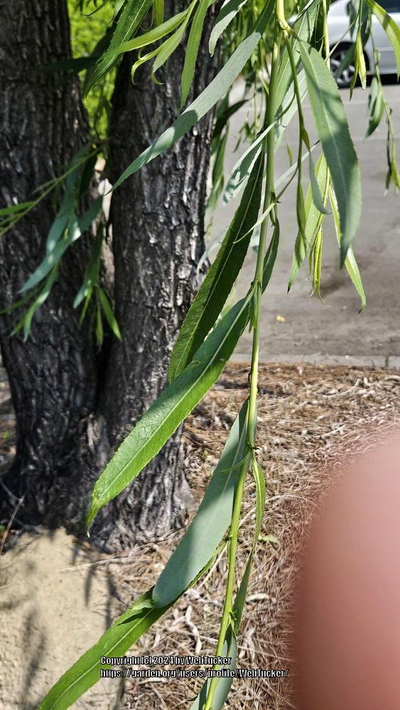 Photo of Weeping Willow (Salix babylonica) uploaded by WebTucker