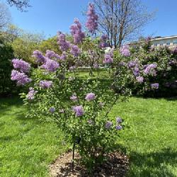Location: Scott Arboretum, Swarthmore, Pennsylvania
Date: 2024-04-20
Persian Lilac Syringa x persica