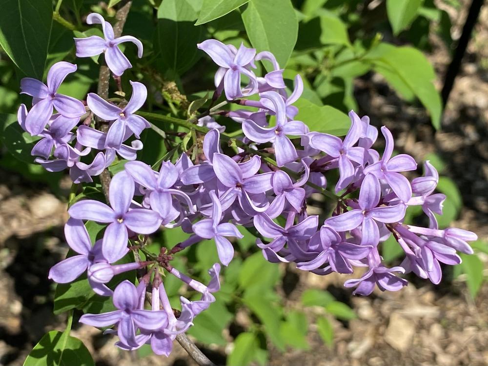 Photo of Persian Lilac (Syringa persica) uploaded by csandt
