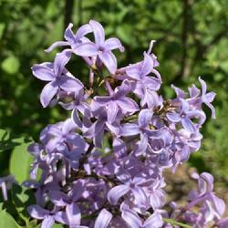 Location: Scott Arboretum, Swarthmore, Pennsylvania
Date: 2024-04-20
Persian Lilac Syringa x persica