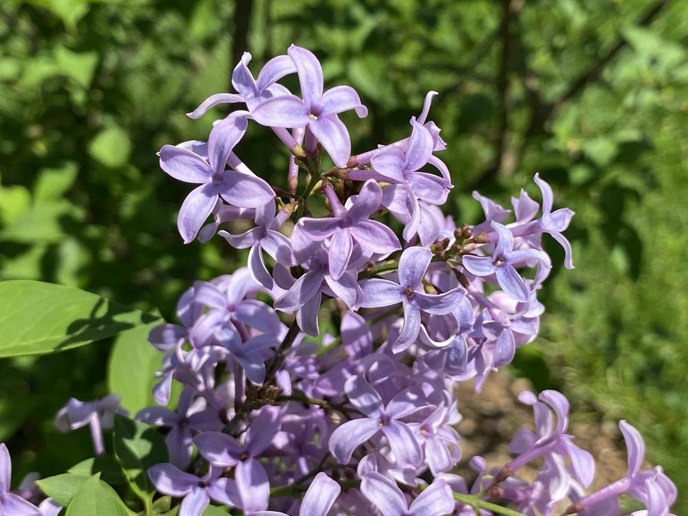 Photo of Persian Lilac (Syringa persica) uploaded by csandt
