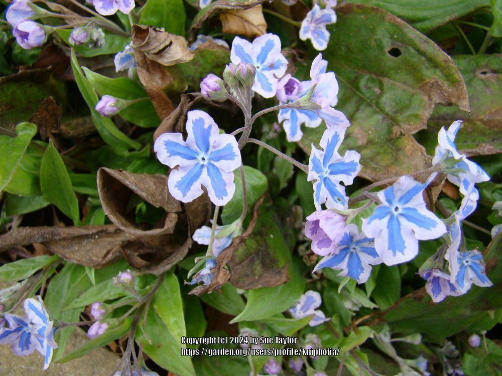 Photo of Navelwort (Omphalodes cappadocica 'Starry Eyes') uploaded by kniphofia