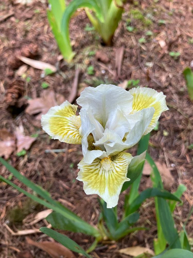 Photo of Standard Dwarf Bearded Iris (Iris 'Leprechaun's Purse') uploaded by lharvey16