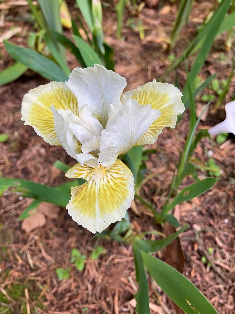 Photo of Standard Dwarf Bearded Iris (Iris 'Leprechaun's Purse') uploaded by lharvey16