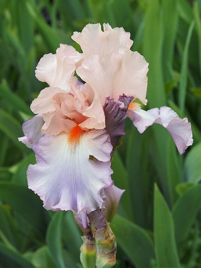 Photo of Tall Bearded Iris (Iris 'Celebration Song') uploaded by robertduval14