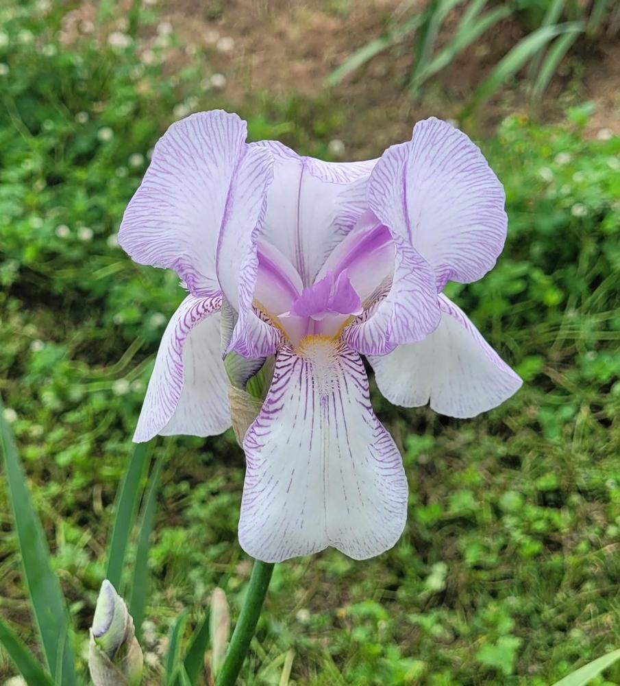 Photo of Tall Bearded Iris (Iris 'True Delight') uploaded by Bitoftrouble