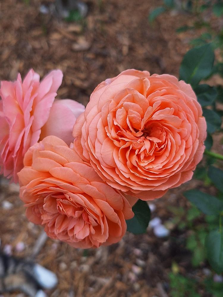 Photo of Rose (Rosa 'Louise Clements') uploaded by ThurstonJ