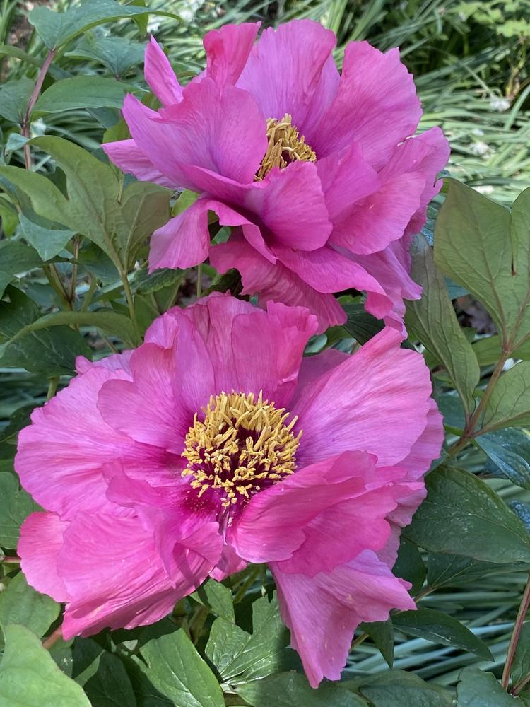 Photo of Peony (Paeonia 'Dohun') uploaded by csandt
