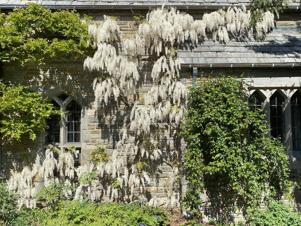 Photo of Chinese Wisteria (Wisteria sinensis 'Alba') uploaded by csandt