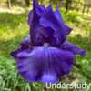 Understudy tall bearded iris blooming at Iris Kingdom, Sherwood A