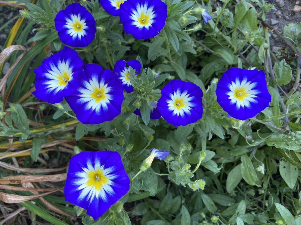 Photo of Dwarf Morning Glory (Convolvulus tricolor 'Royal Ensign') uploaded by jimk_rn
