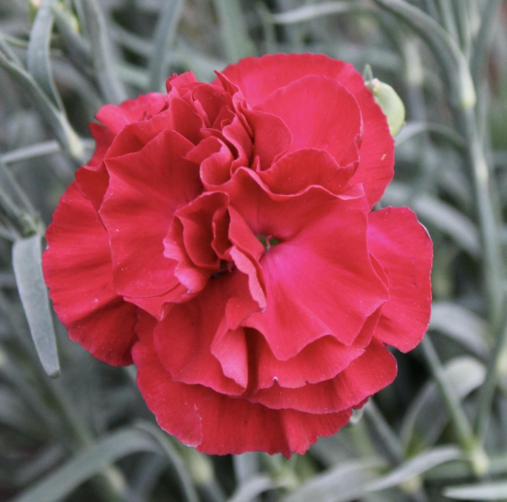 Photo of Dianthus Scent First® Passion uploaded by jimk_rn