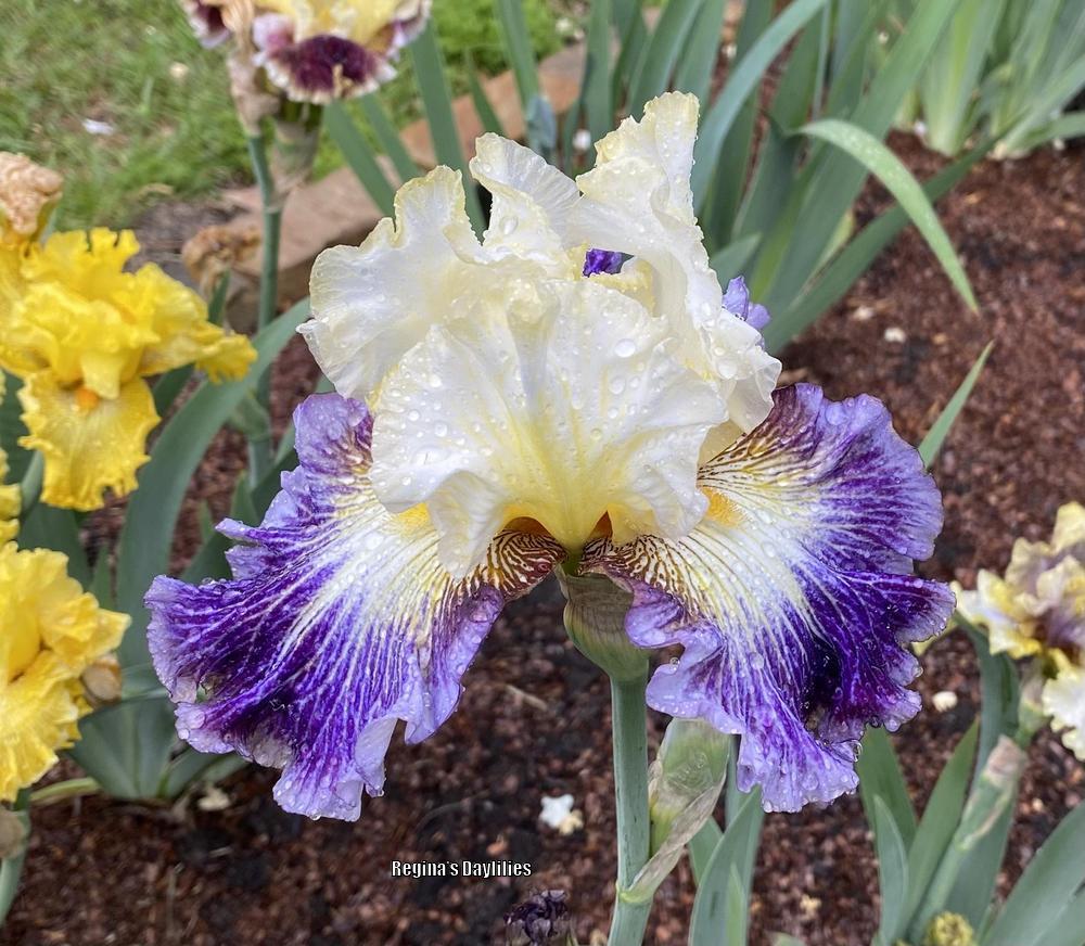 Photo of Tall Bearded Iris (Iris 'Cold Fusion') uploaded by scflowers