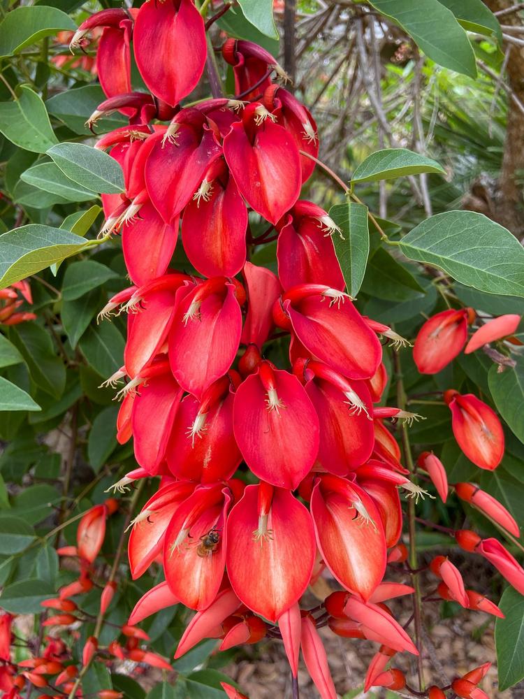 Photo of Brazillian Coral Tree (Erythrina crista-galli) uploaded by sunkissed