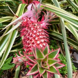 Location: Leu Gardens, FL zone 9b
Date: 2024-04-22
Ananas bracteatus var. striatus bloom/Fruit