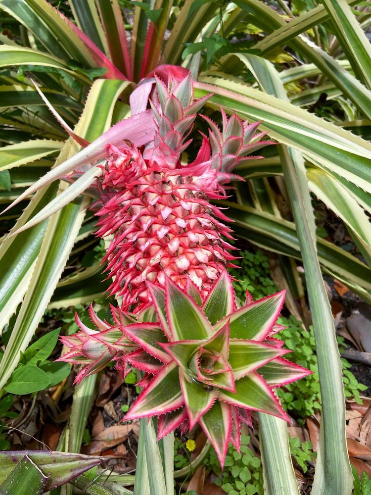 Photo of Pineapple (Ananas comosus var. bracteatus 'Tricolor') uploaded by sunkissed