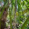 Mealy Bug Palm (Dypsis mananjarensis 'Mealy Bug') Most the tree s