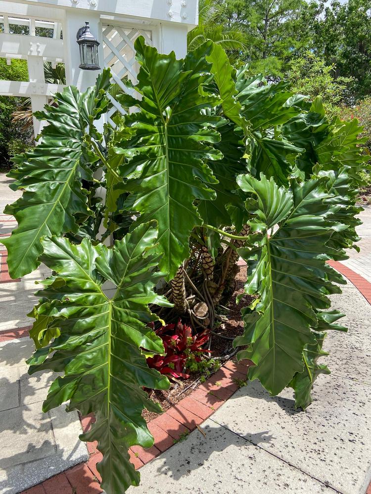 Photo of Tree Philodendron (Philodendron 'Evansii') uploaded by sunkissed