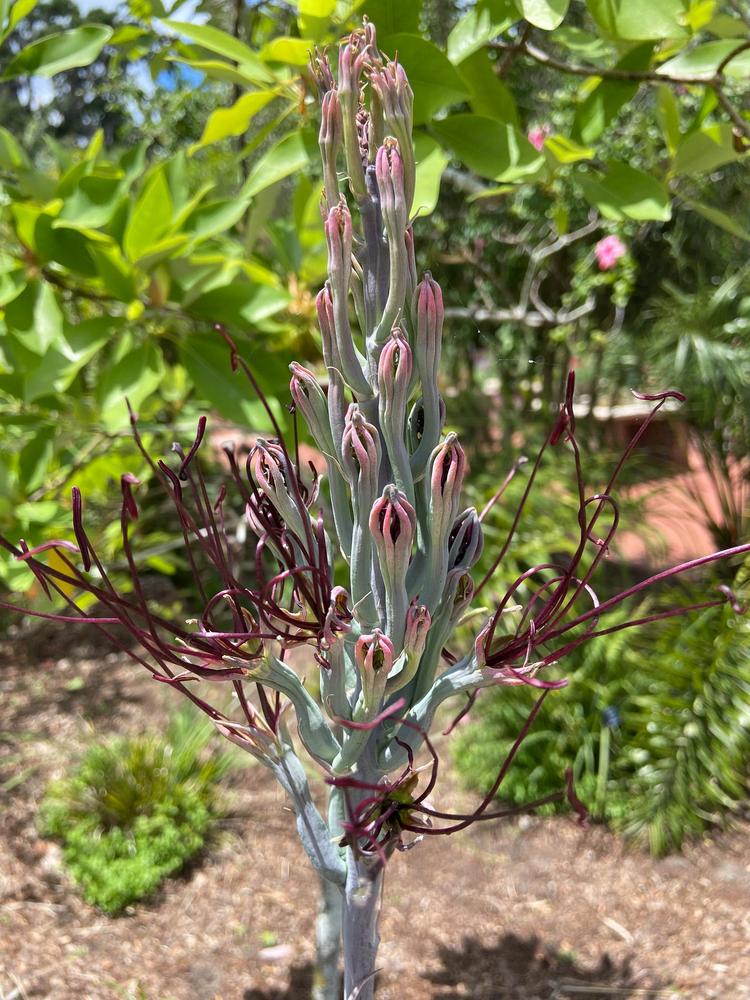 Photo of Manfreda (Agave undulata 'Chocolate Chips') uploaded by sunkissed