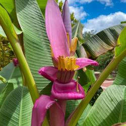 Location: Leu Gardens Orlando, FL zone 9b
Date: 2024-04-22
Flowering Banana (Musa ornata) violet form